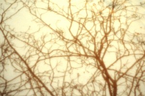 Forest 2