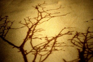 Tree Clone